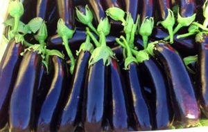 Turkish Eggplant